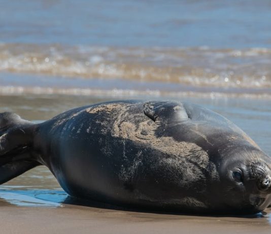 Francisca, la elefanta marina que revolucionó la costa de Piriápolis