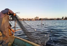 Brasil habilitó la zafra 2026 de camarón en Río Grande do Sul con foco en la pesca artesanal