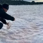 algas rojas antartidaa-convertido-de-webp