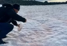 Las algas rojas y la “nieve rosa” aceleran el deshielo de la Antártida