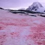 antartida algas rojas-convertido-de-jpg