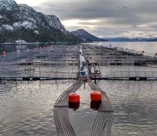 Corte Suprema de Chile condena a empresa salmonera por vertimiento de residuos en Magallanes