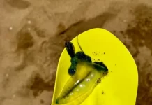 La IDM exhorta a extremar precauciones por presencia de Fragata Portuguesa en Playa Mansa