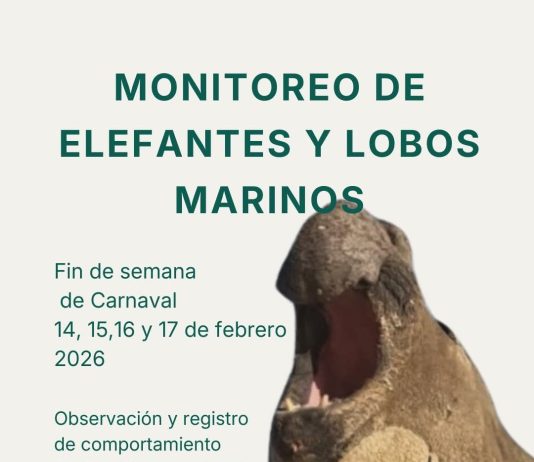 Convocan a voluntarios para monitoreo costero de elefantes y lobos marinos durante Carnaval