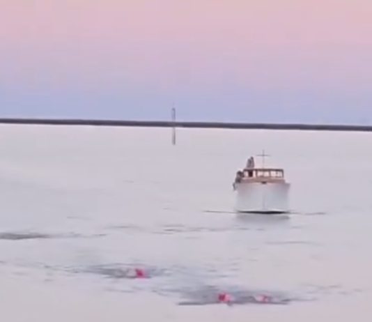 El Río de la Plata tiene una nueva ruta: histórica travesía a nado unió Carmelo con San Isidro