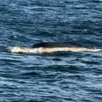 ballena muerta sismica