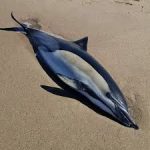 delfin muerto