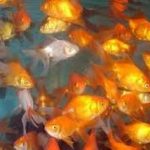 invaciondorados
