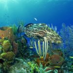 biodiversidad
