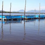 camarones222