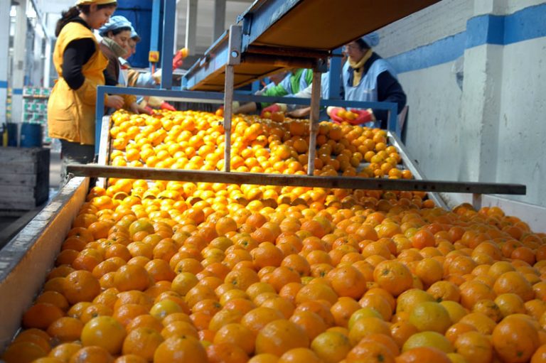 Uruguay suma a Filipinas como nuevo destino para sus cítricos y refuerza su presencia en Asia