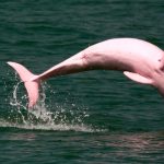 delfinrosado