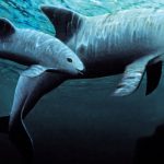 vaquita3