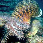 SNAIL GREAT BARRIER REEF