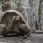 mega tortuga
