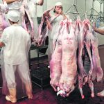 ovino for export