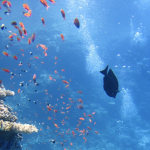 peces