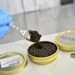 caviar