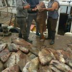 corvina ilegal