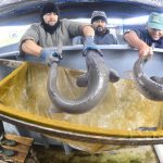 esturiones