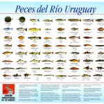 peces rio uruguay