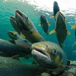 salmones