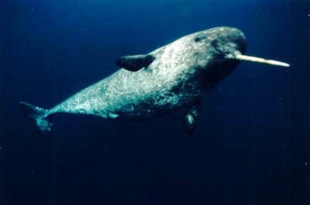 ballena narval