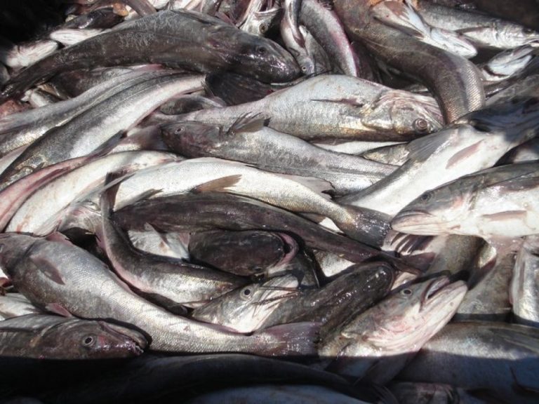 Crisis en la industria pesquera: “es más barato no trabajar”; hasta que no haya soluciones, flotas no volverán a la pesca