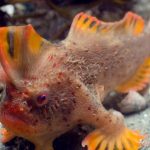 Descubren-pequena-poblacion-caminan-Australia_EDIIMA20180124_0027_4
