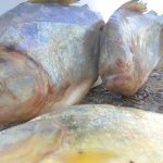 pirañas