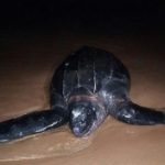 tortuga 30