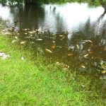 PECES MUERTOS PARANA