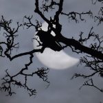 A bird sits on a branch in front of a partial solar eclipse near Bridgwater, in south western England