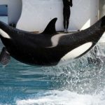 orca