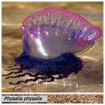 physalia No1