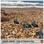 velella