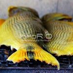 peces de rio