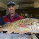 pescadote compite