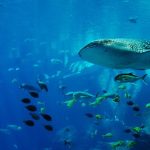 tiburon ballena