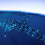TIBURON BALLENA