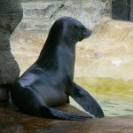 lobito marino