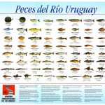 peces del rio uruguay
