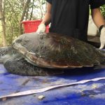 tortuga muere