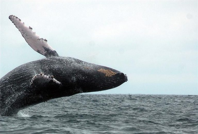 Ballenas francas estuvieron en Piriápolis y se espera “buena temporada” de avistamiento