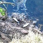 reclamo dinama por peces