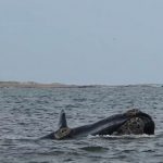 ballena franca austral