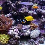 biodiversidad marina