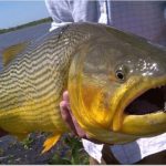dorado (1)