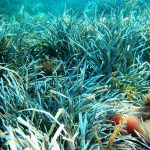 expansiones submarinas