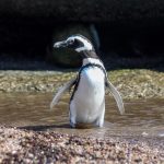 pinguino magallanes